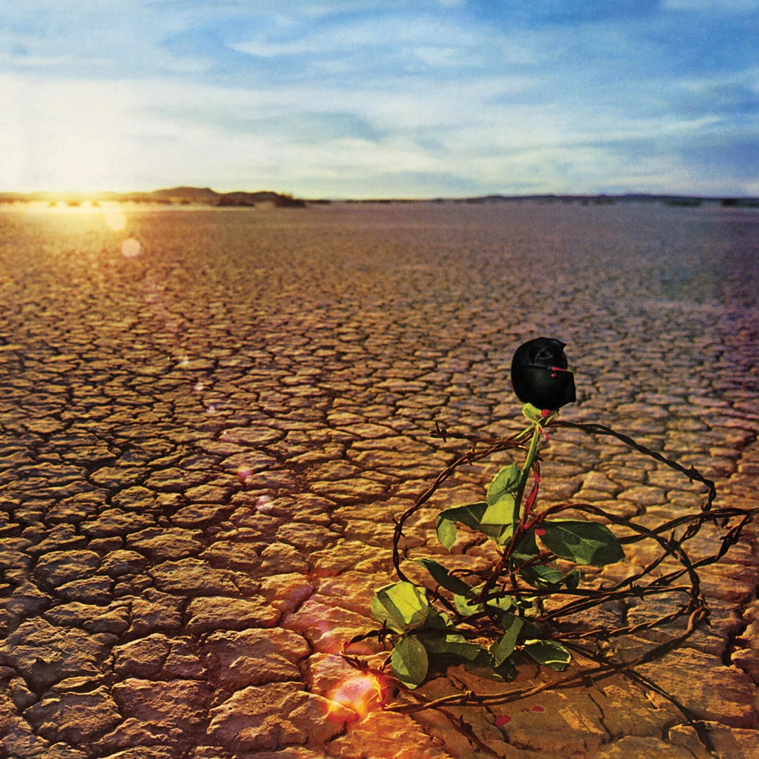 JD Souther Black Rose New Merch JD Souther Black Rose New Merch